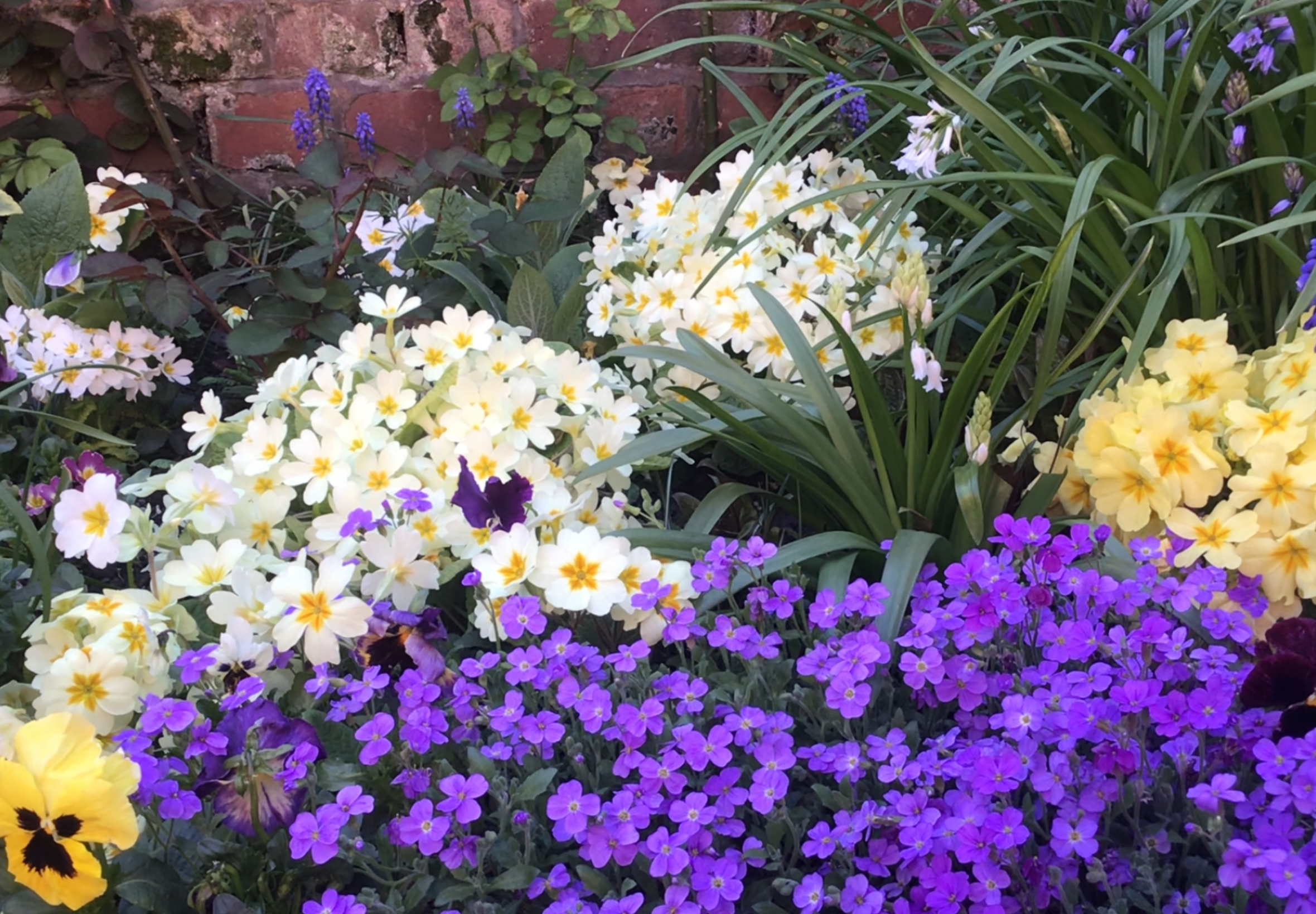 Your Garden spring flowers